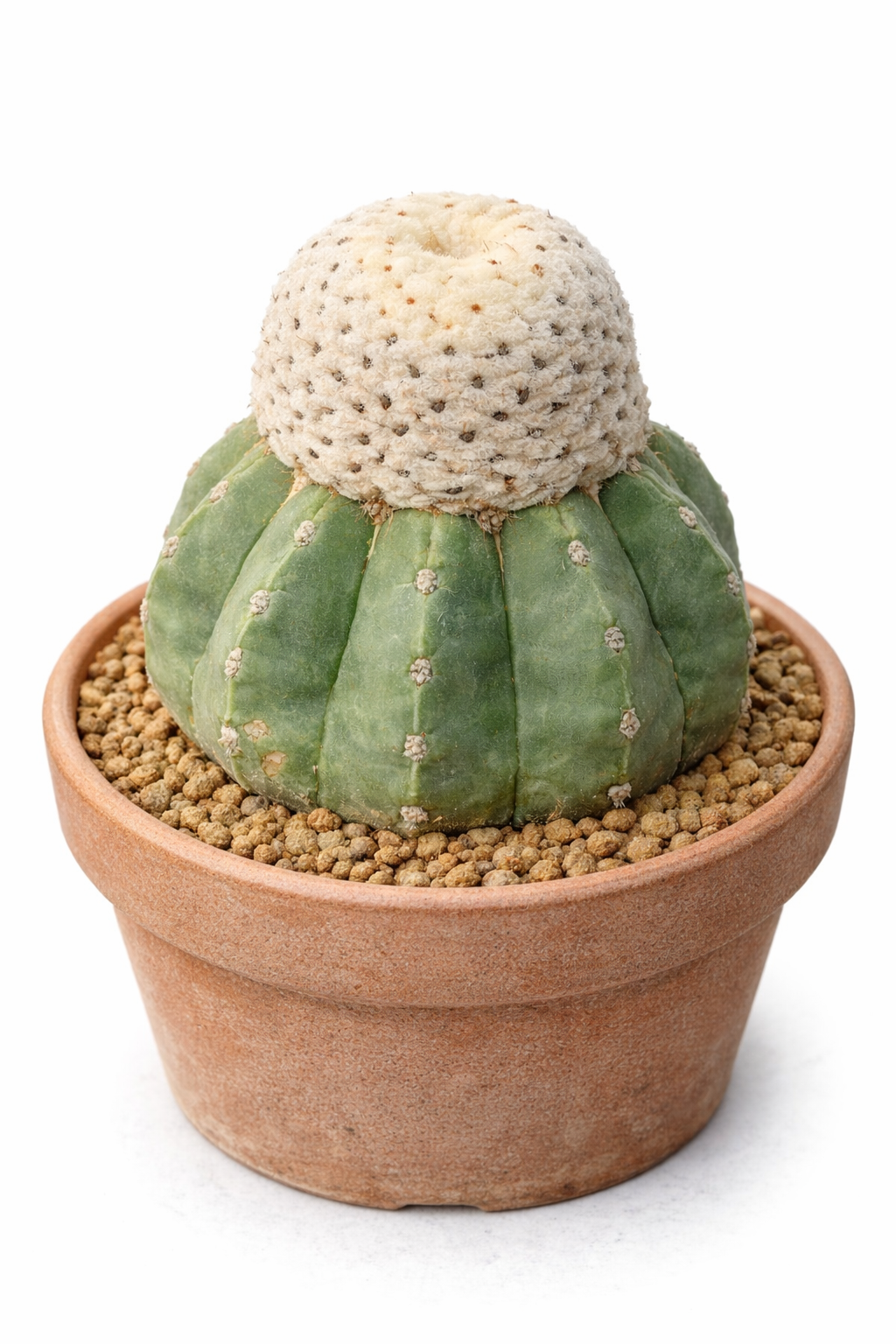 Melocactus maxonii var. inermis raro cactus con cefalio lanuginoso in vaso di terracotta