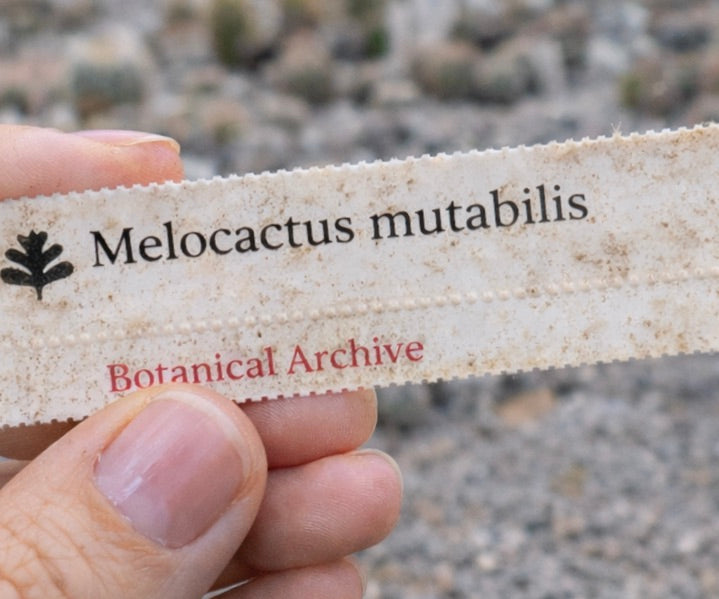 Printed plant label for Melocactus mutabilis held outdoors with blurred natural background