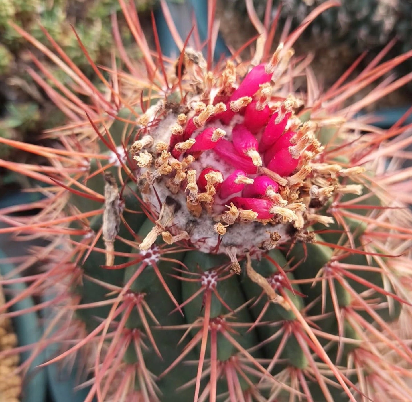 Melocactus neglectus raro cactus con frutti rosa brillante e spine lunghe rossastre