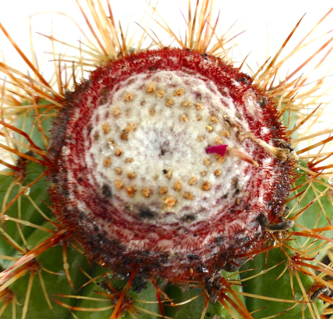 Melocactus oreas rare cactus with red cephalium and long orange spines close-up