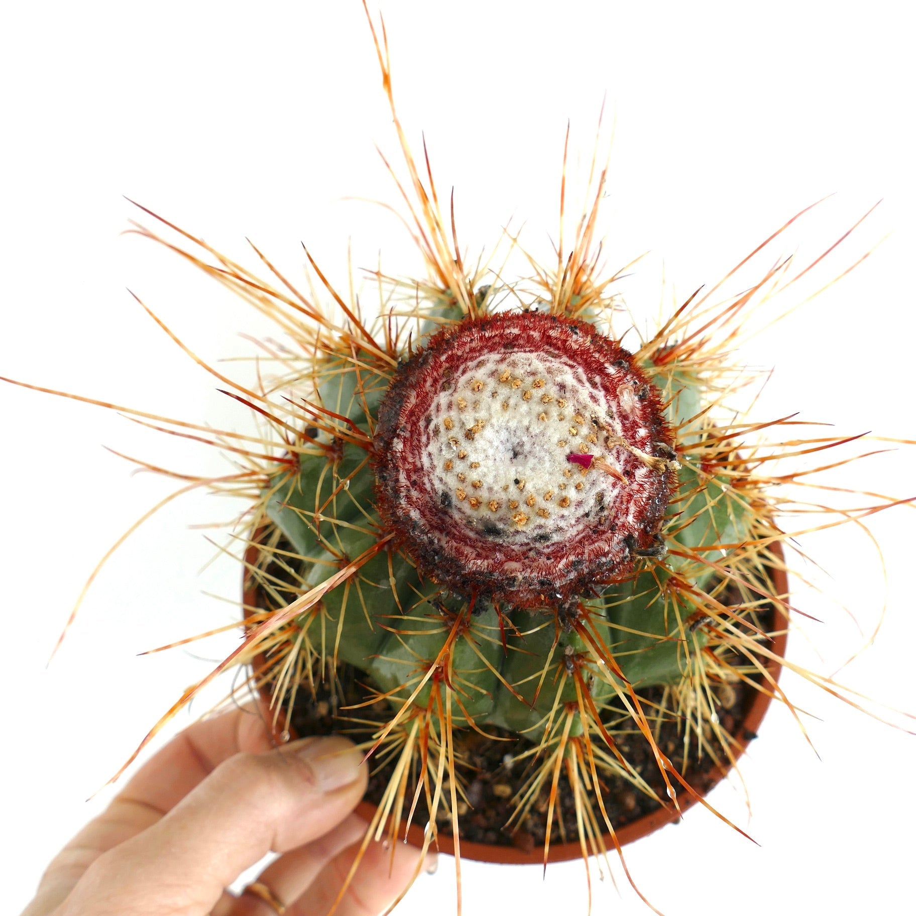Melocactus oreas rare cactus with reddish woolly cephalium and long golden spines in pot