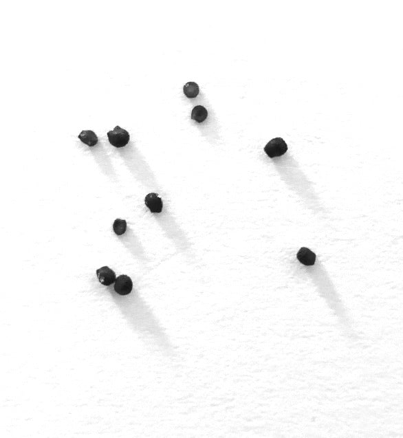 Melocactus peruvianus small black cactus seeds scattered on white background