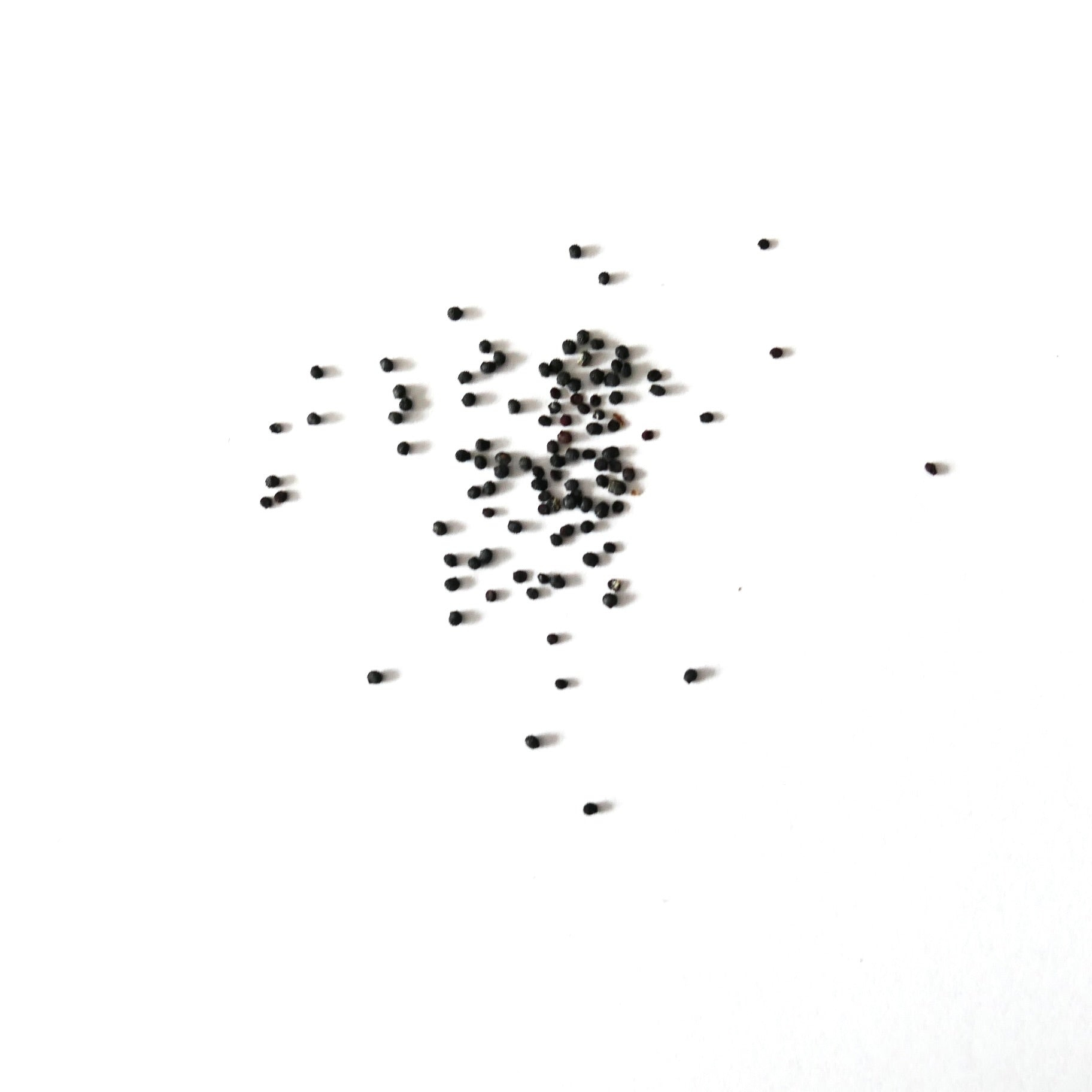 Melocactus seabrasensis small black seeds on white background for cactus propagation