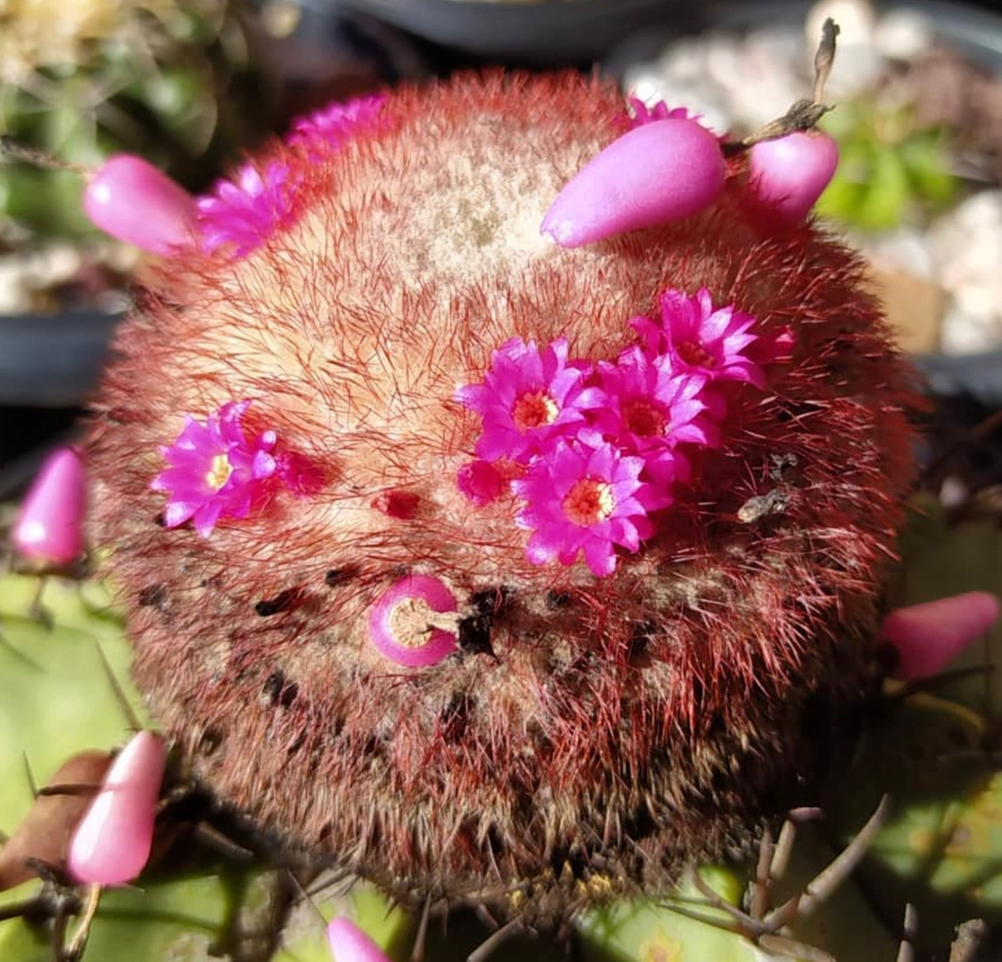 Melocactus seabrasensis rare cactus with reddish spines and bright pink flowers blooming