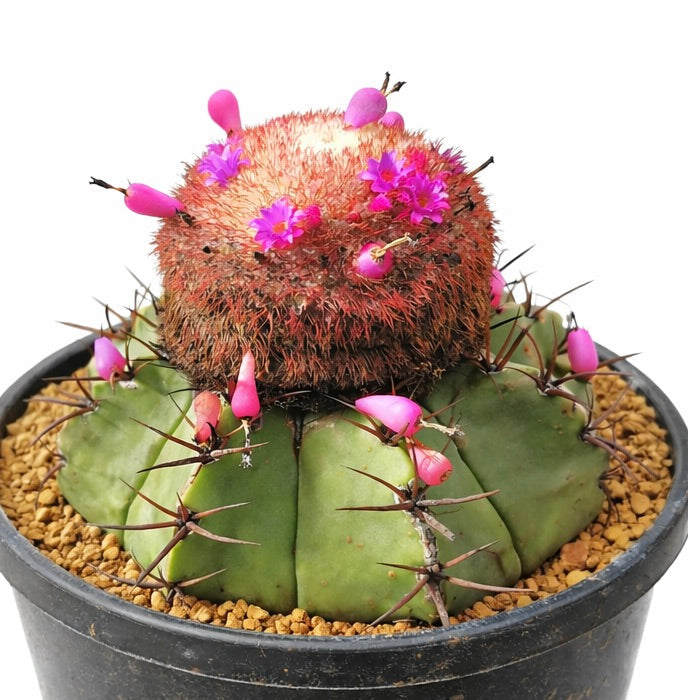 Melocactus seabrasensis rare cactus with pink flowers and spines in black pot