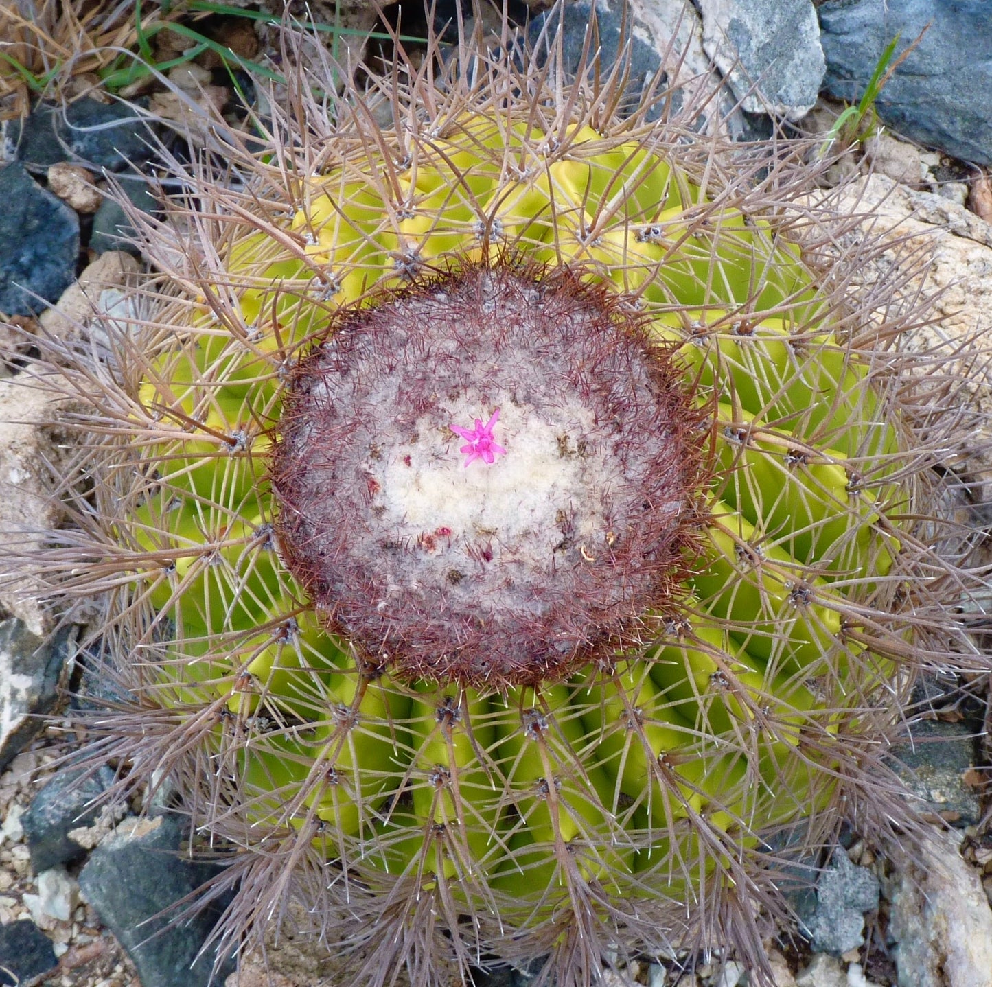 Melocactus sp. rare cactus with woolly cephalium and prominent spines in rocky soil