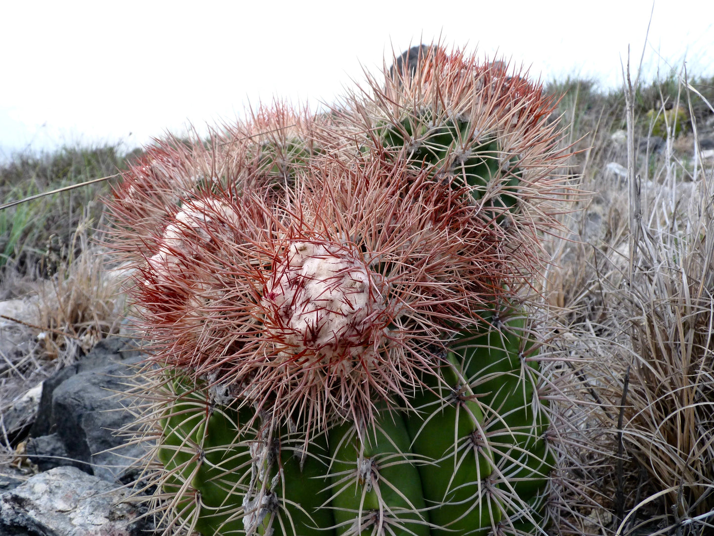 Melocactus sp. rare cactus with dense reddish spines and woolly cephalium in natural habitat