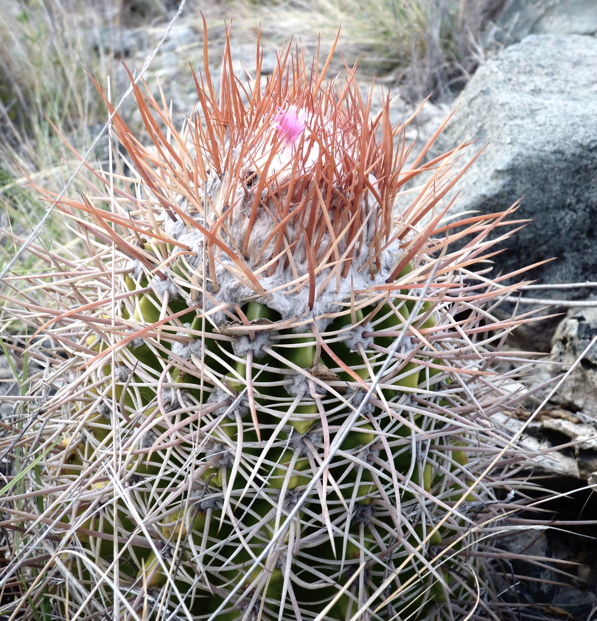 Melocactus sp. raro cactus con spine rossastre dense e piccolo bocciolo di fiore rosa