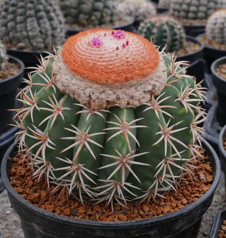 Melocactus zehntneri rare cactus with green ribbed body and orange cephalium with pink flowers