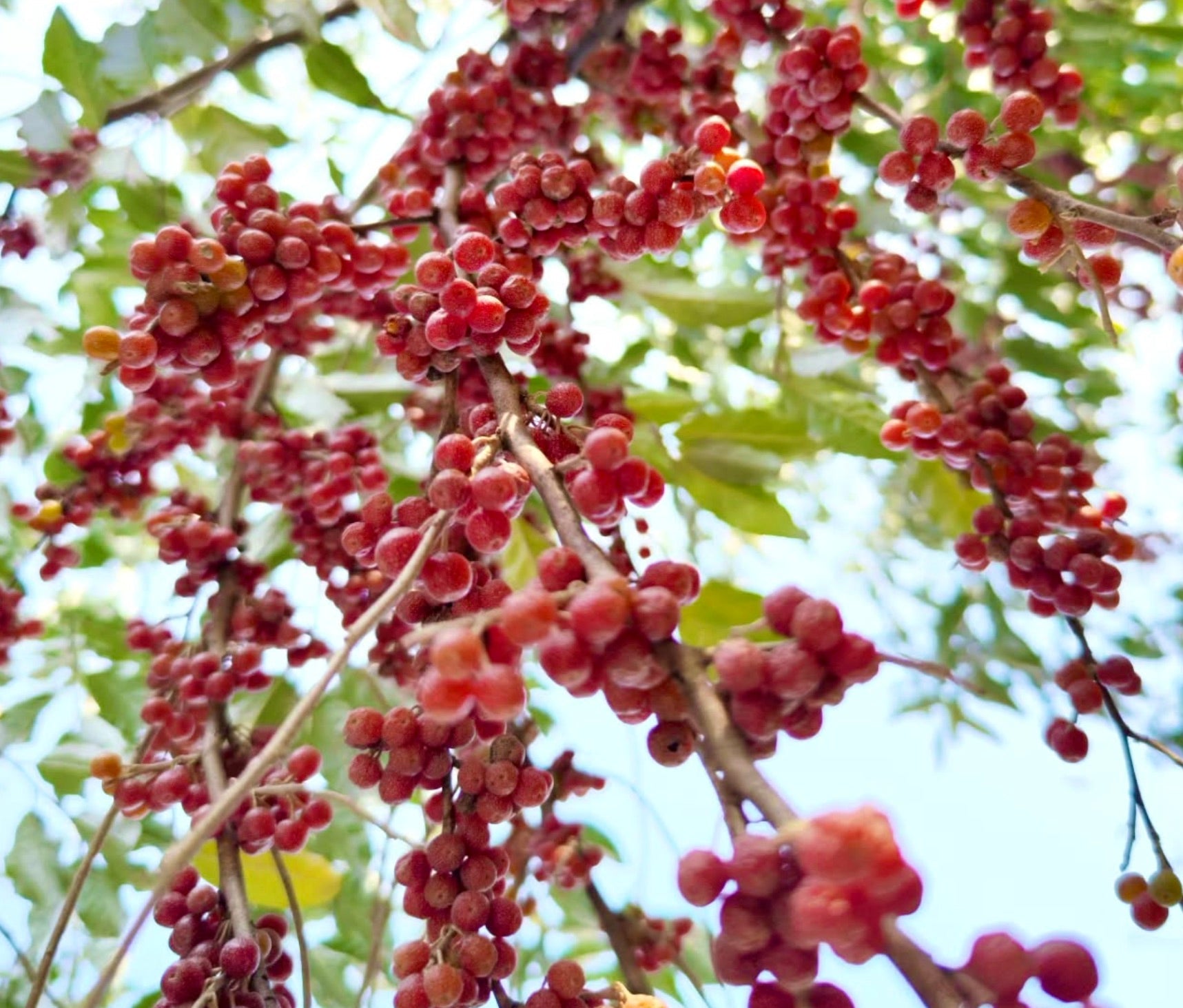 Mespilus germanica grappoli di bacche rosse mature su rami fogliosi contro il cielo