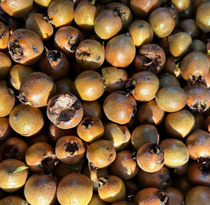 Mespilus germanica | Medlar | Common medlar