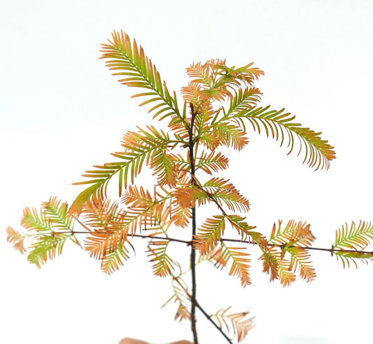 Metasequoia glyptostroboides young branch with delicate orange and green needle-like leaves