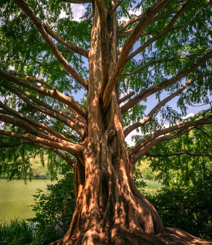 Metasequoia glyptostroboides large mature tree with textured bark and lush green foliage