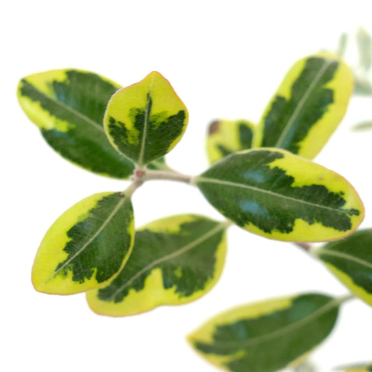 Foglie variegate di Metrosideros excelsa con centri verdi e margini giallo brillante, primo piano