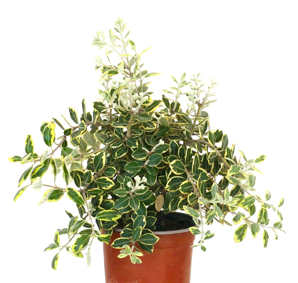 Metrosideros excelsa variegated shrub with green and yellow edged leaves in terracotta pot