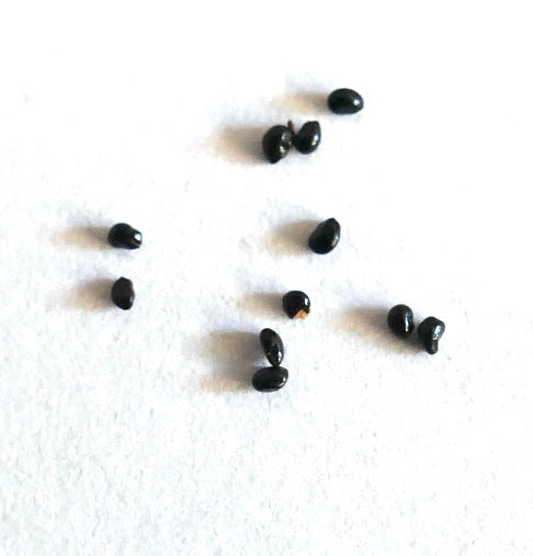 Micranthocereus alvinii small black cactus seeds scattered on white background