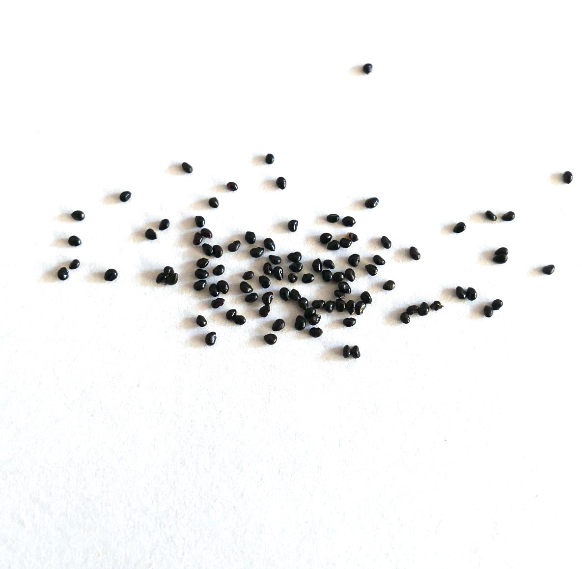 Micranthocereus alvinii small black seeds scattered on white background