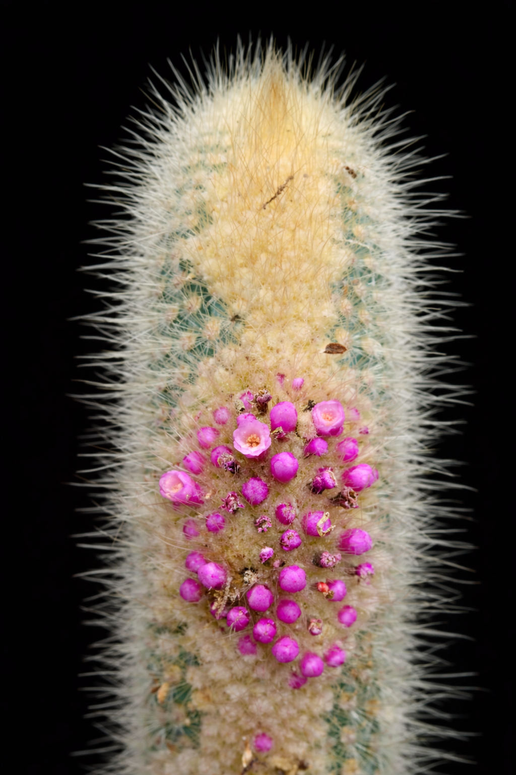 Micranthocereus streckeri cactus with dense white spines and cluster of small pink flowers