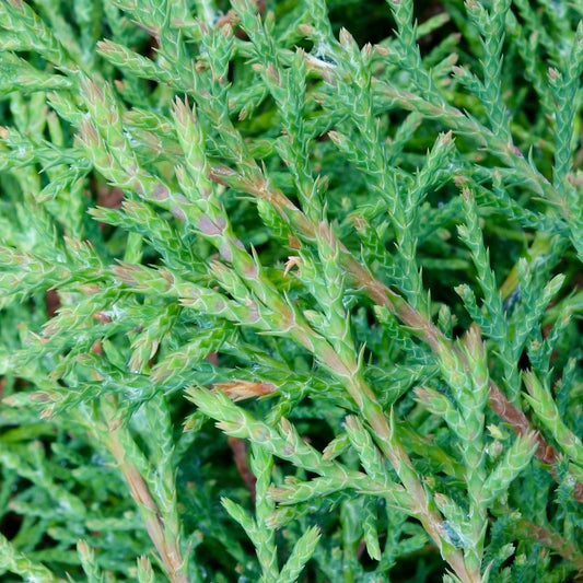 Microbiota decussata dense green foliage with scale-like leaves and woody stems close-up