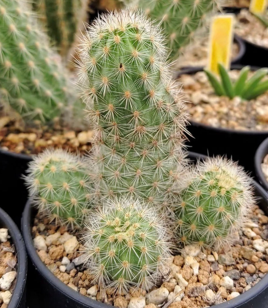 Mila pugionifera cactus succulento con fitte spine bianche in piccolo vaso nero