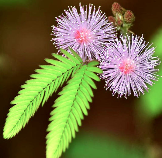 Foglie verdi delicate di Mimosa pudica con fiori a pompon rosa e boccioli chiusi