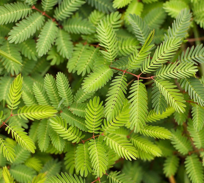 Mimosa pudica