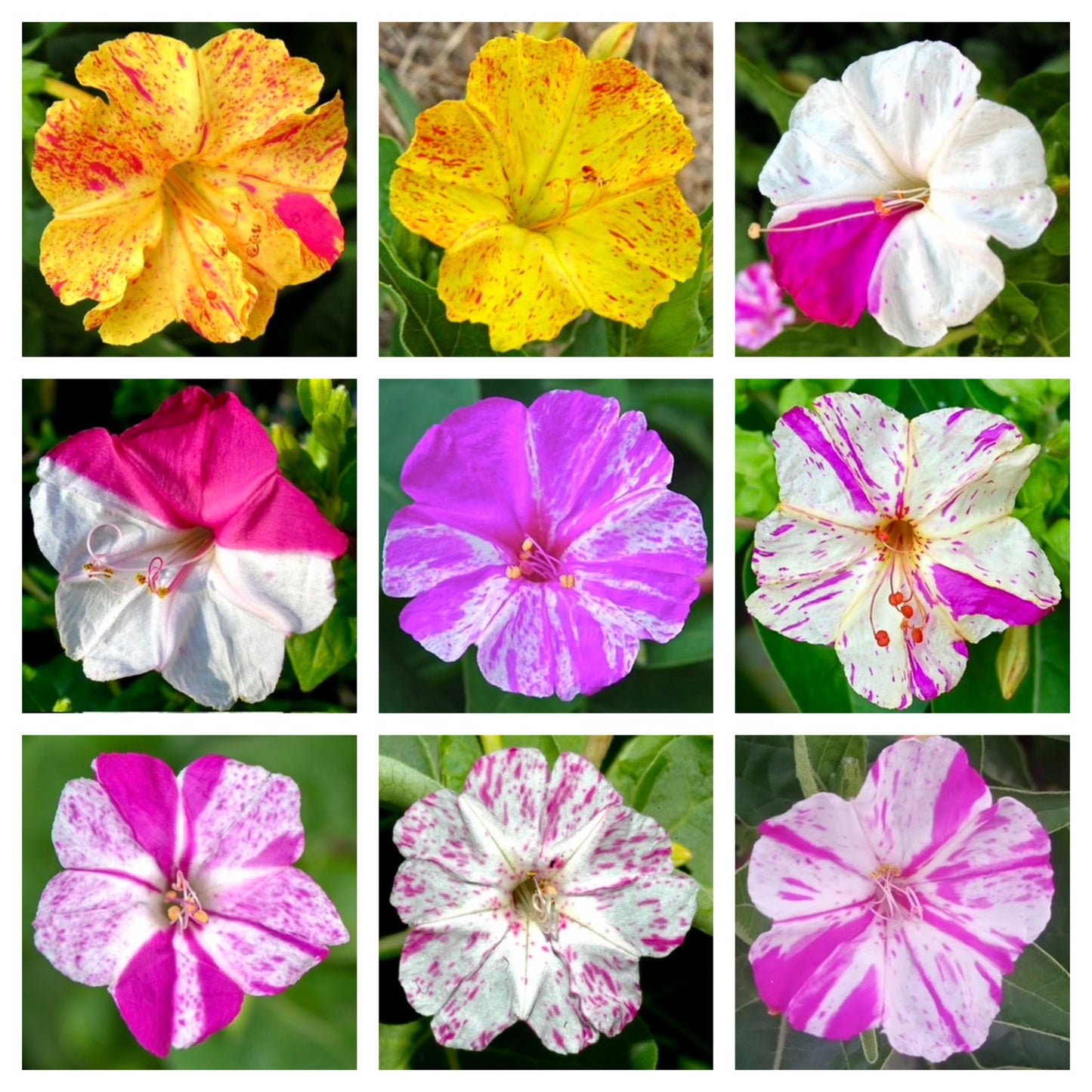 SEMI IBRIDI di Mirabilis jalapa