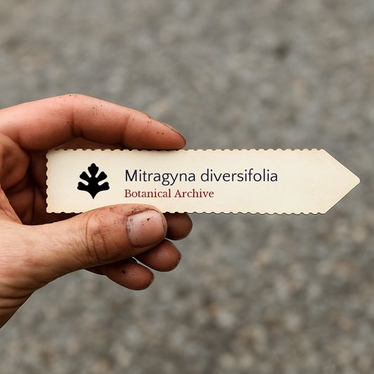 Etichetta stampata per pianta di Mitragyna diversifolia tenuta in mano con terra sulle dita