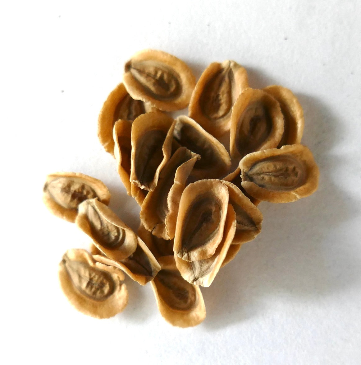 Monolluma socotrana dried seeds for succulent plant propagation close-up