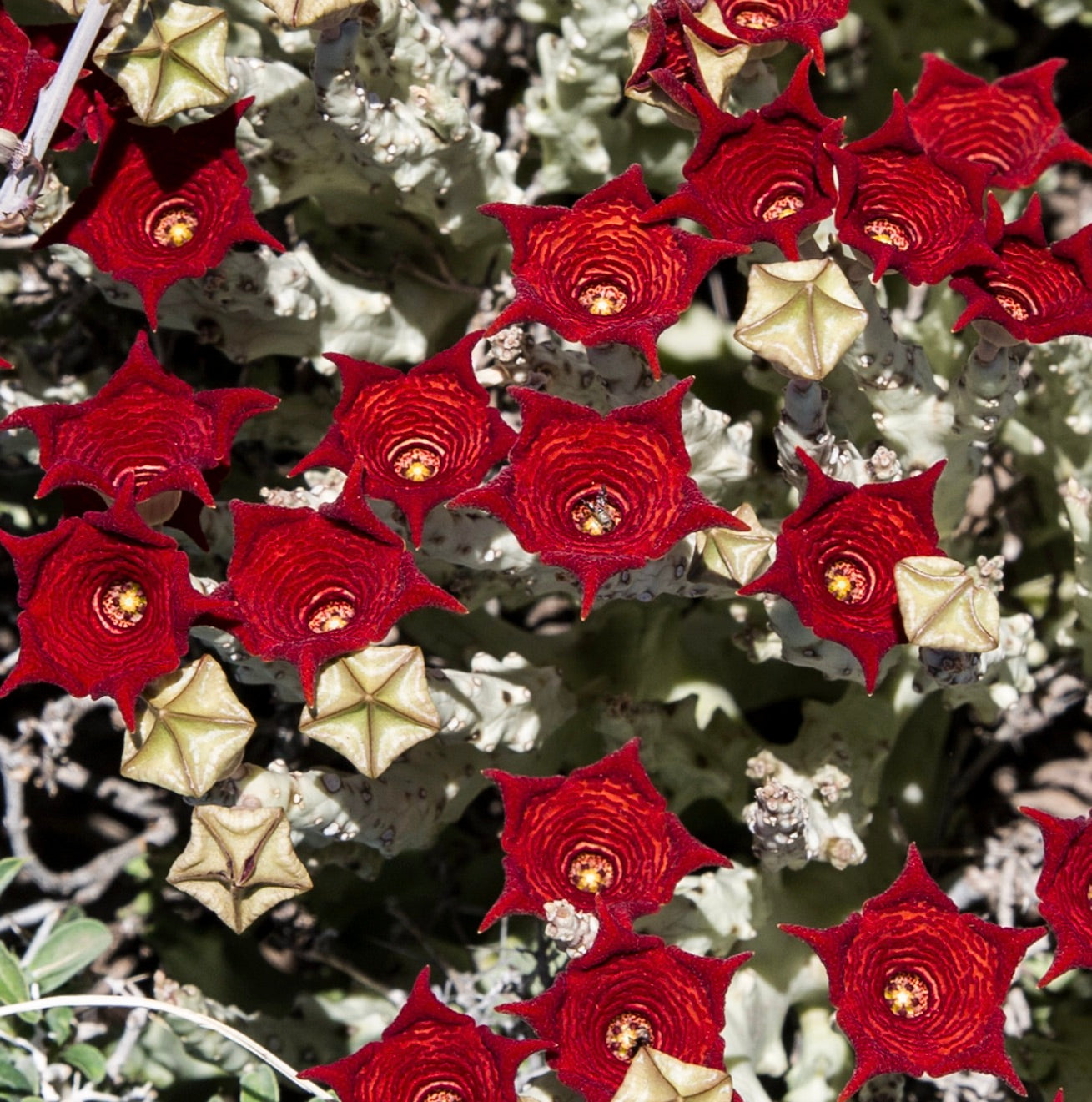 Succulenta Monolluma socotrana con fiori a forma di stella rossi e beige e steli con texture