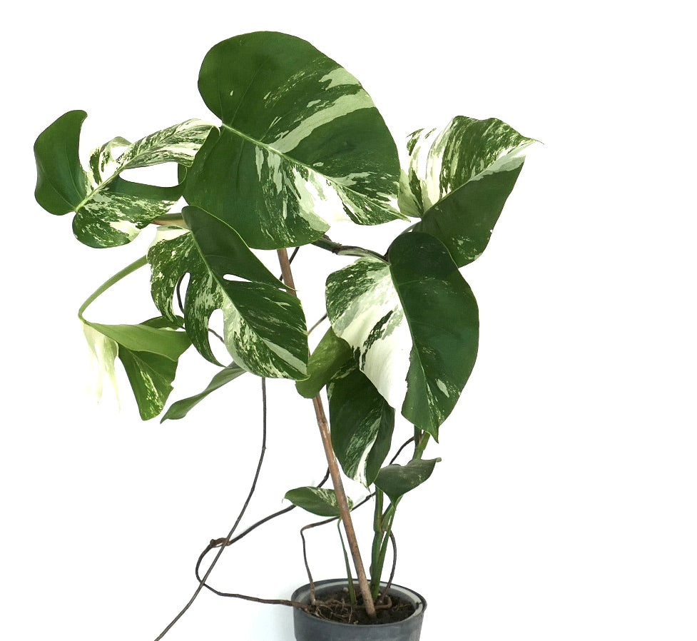 Monstera deliciosa variegated leaves with white splashes and large fenestrations in pot