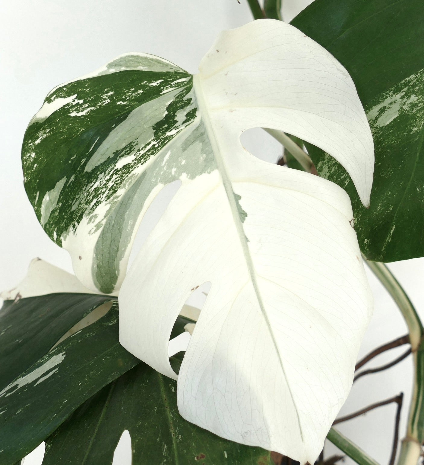 Monstera deliciosa variegated leaves with white and green split foliage close-up