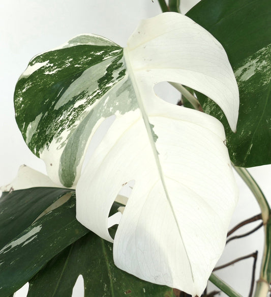 Monstera deliciosa variegated leaves with white and green split foliage close-up