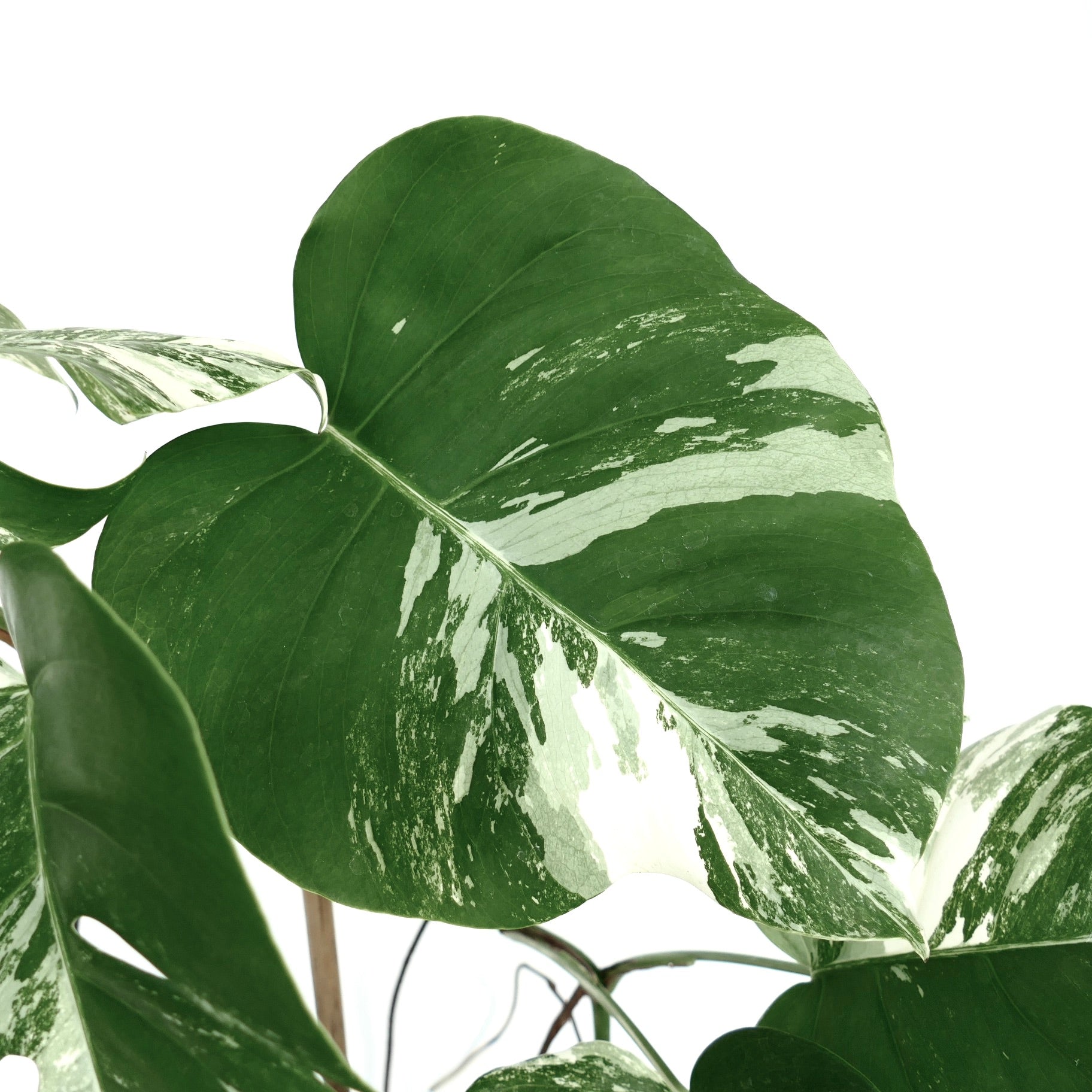 Monstera deliciosa variegated large green and white tropical foliage plant leaves