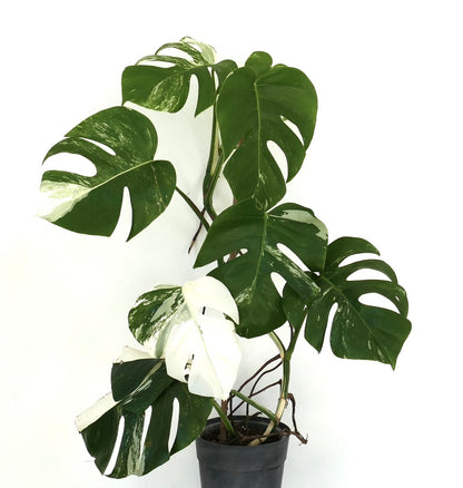 Monstera deliciosa rare variegated leaves with white and green split foliage in pot