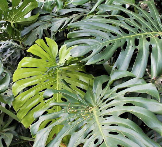 Monstera deliciosa large glossy green leaves with characteristic splits and holes
