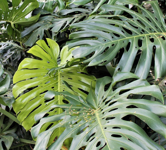 Monstera deliciosa large glossy green leaves with natural splits and holes