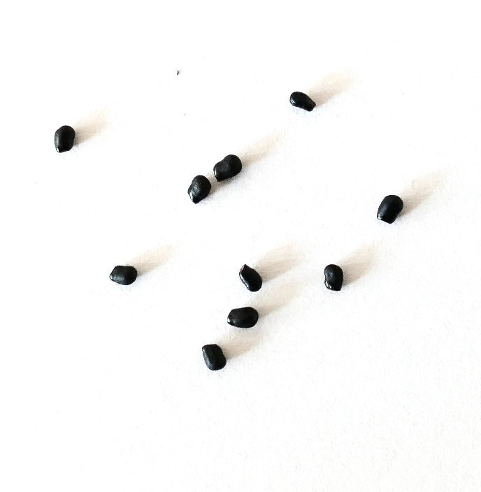 Morawetzia doelziana small black seeds on white background for planting