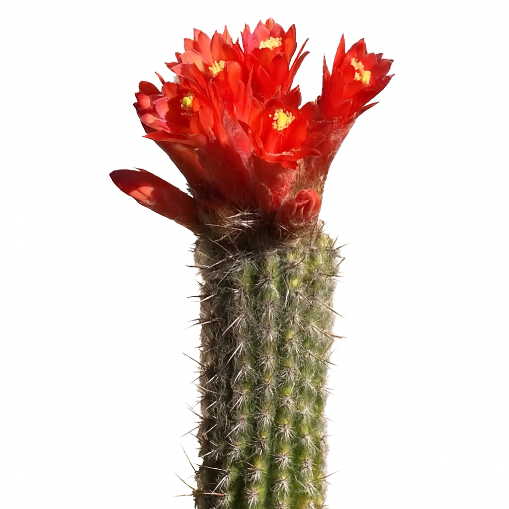 Morawetzia doelziana cactus with bright red flowers and spiny green stem