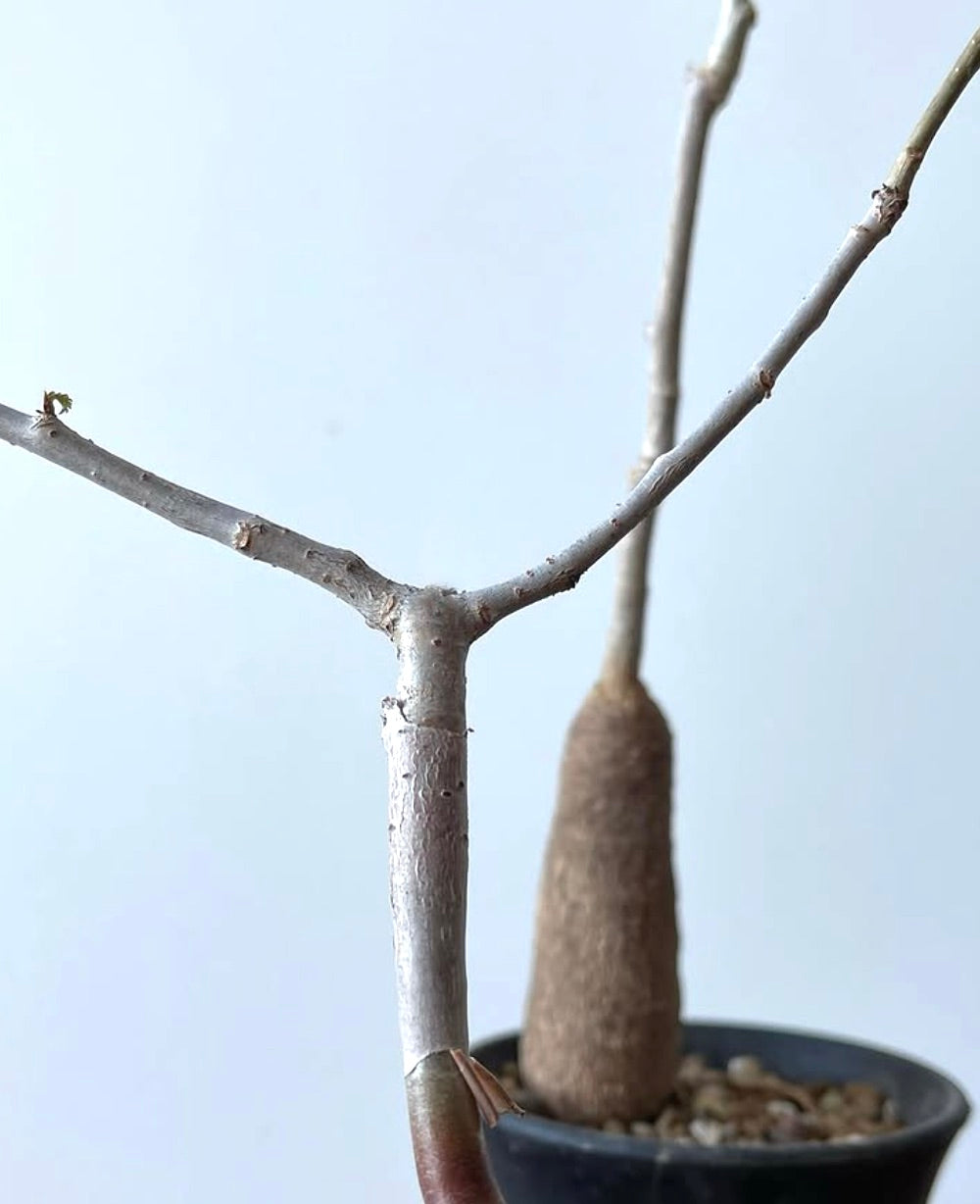 Moringa borziana rare caudiciform succulent with thickened trunk and sparse branches