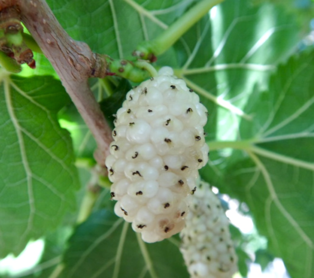 Grappolo di frutti maturi di gelso bianco Morus alba con foglie venate di verde in primo piano