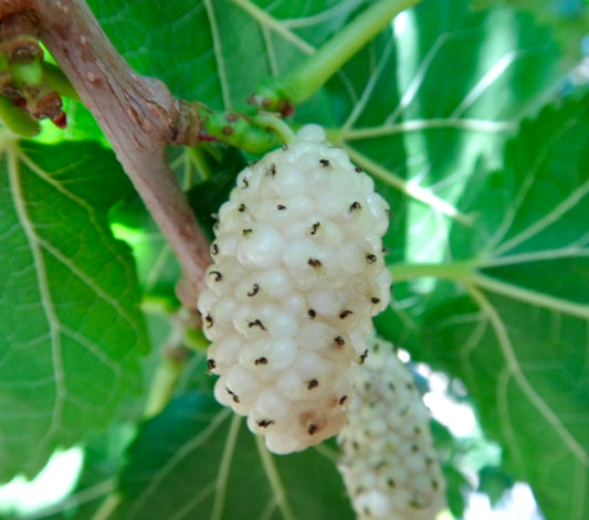 Grappolo di frutti maturi di gelso bianco Morus alba con foglie venate di verde in primo piano
