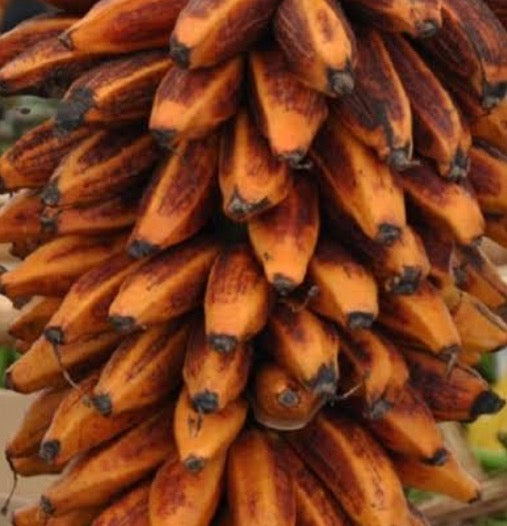 Musa bukensis SEEDS