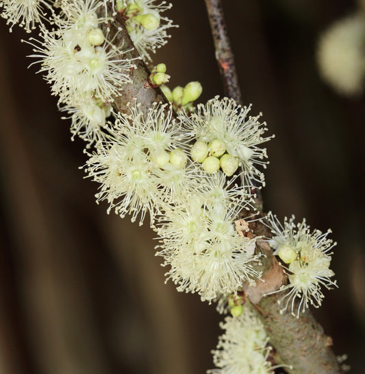 Myrciaria cauliflora delicate white spiky flowers blooming on woody branch close-up