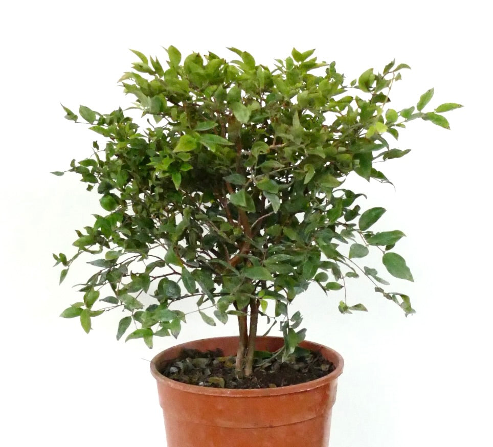 Myrciaria cauliflora small potted shrub with dense green leaves and woody stems