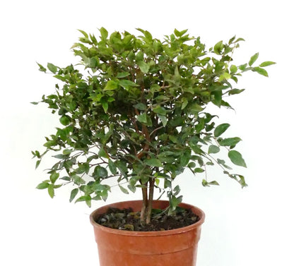 Myrciaria cauliflora small potted shrub with dense green leaves and woody stems