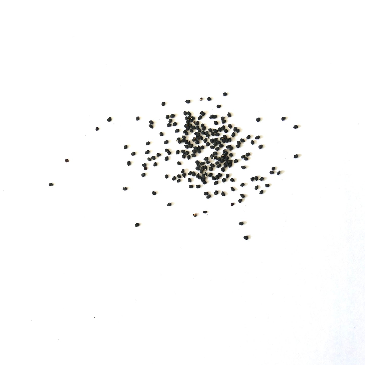 Myrtillocactus eichlamii small black cactus seeds scattered on white background