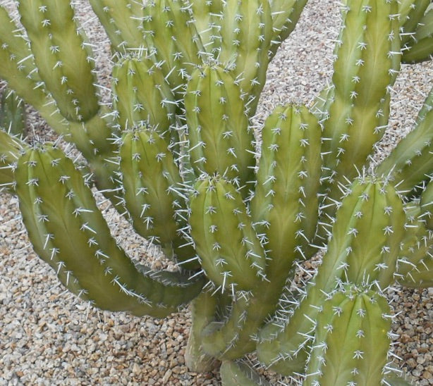 Myrtillocactus eichlamii green cactus with white spines on gravel ground succulent specimen