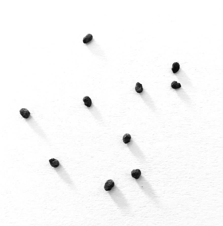 Semi di piccolo cactus nero Myrtillocactus geometrizans su sfondo bianco
