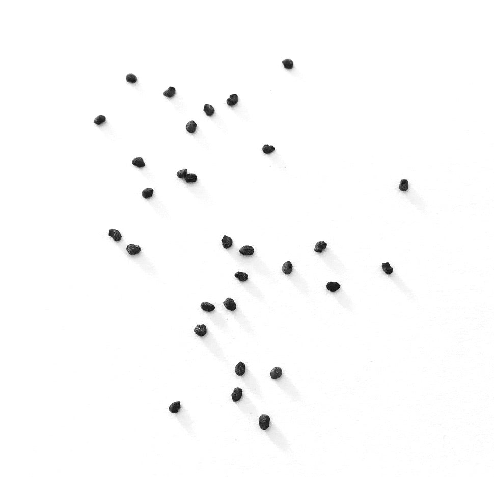 Semi di piccolo cactus nero Myrtillocactus geometrizans su sfondo bianco